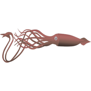 Squid PNG-47188